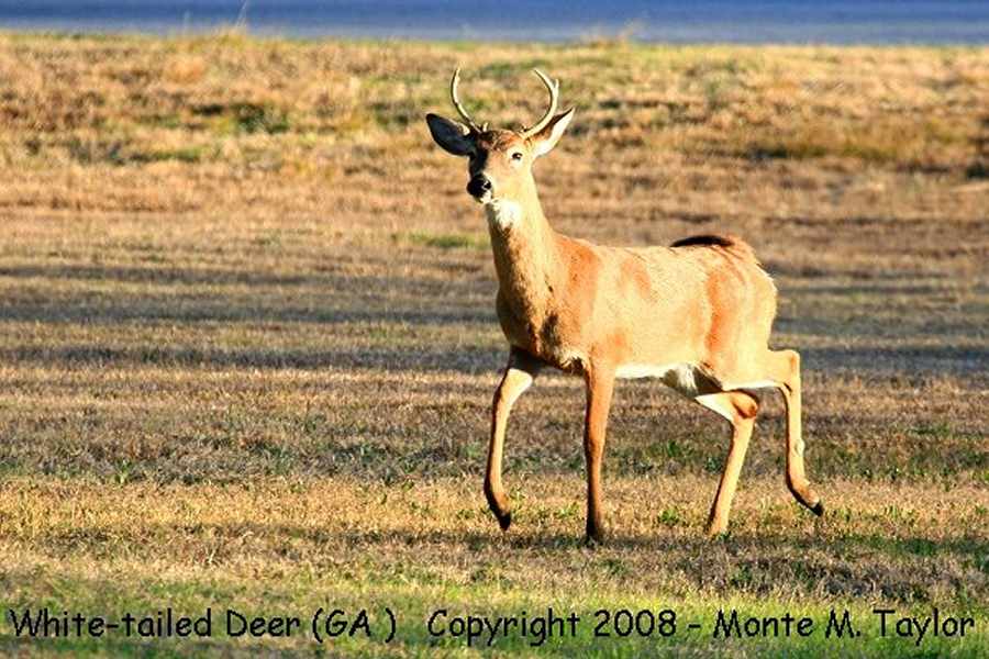 White-tailed Deer -stag- (Jekyll Island, Georgia)