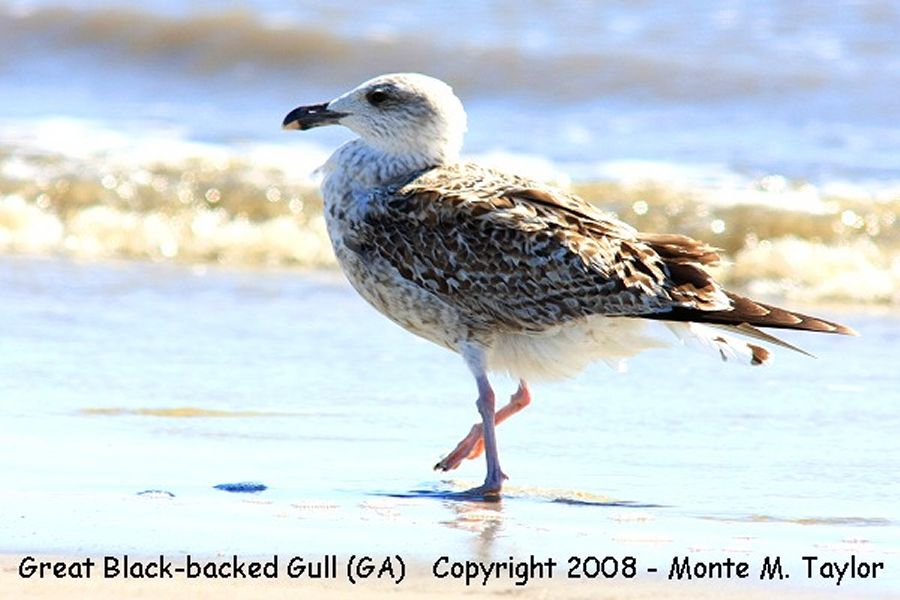 Great black-backed Gull -1st winter- (Georgia)