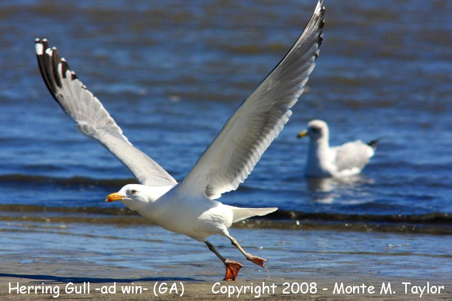 Herring Gull -adult winter- (Georgia)