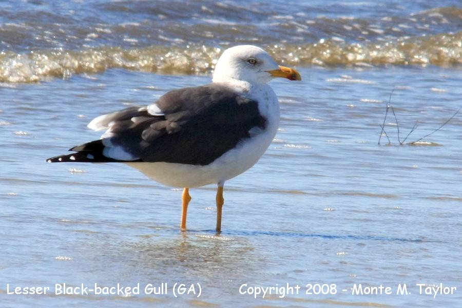 Lesser Black-backed Gull -winter adult- (Georgia)