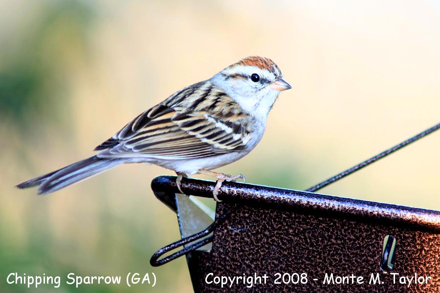 Chipping Sparrow -early spring- (Georgia)