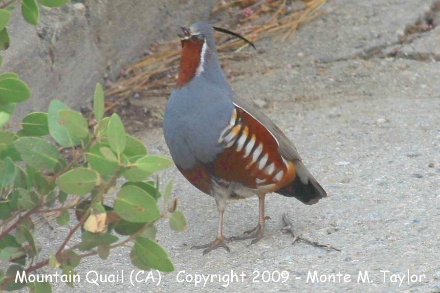 Mountain Quail -spring male- (California)