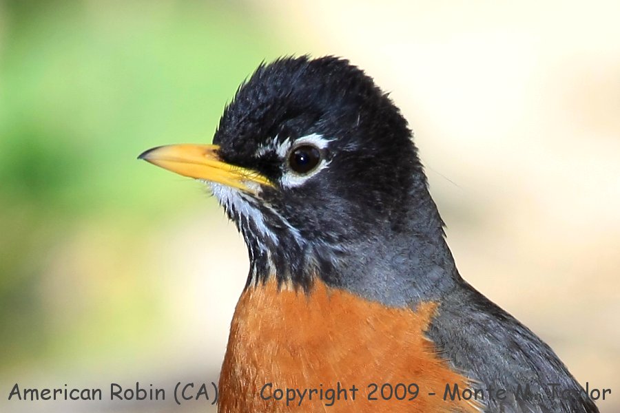 American Robin -spring male- (California)