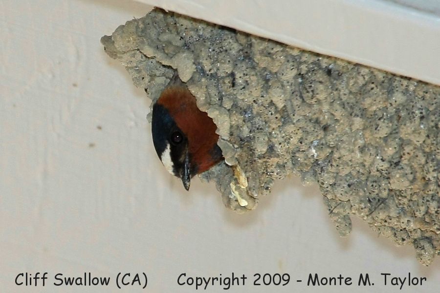 Cliff Swallow -on nest- (California)