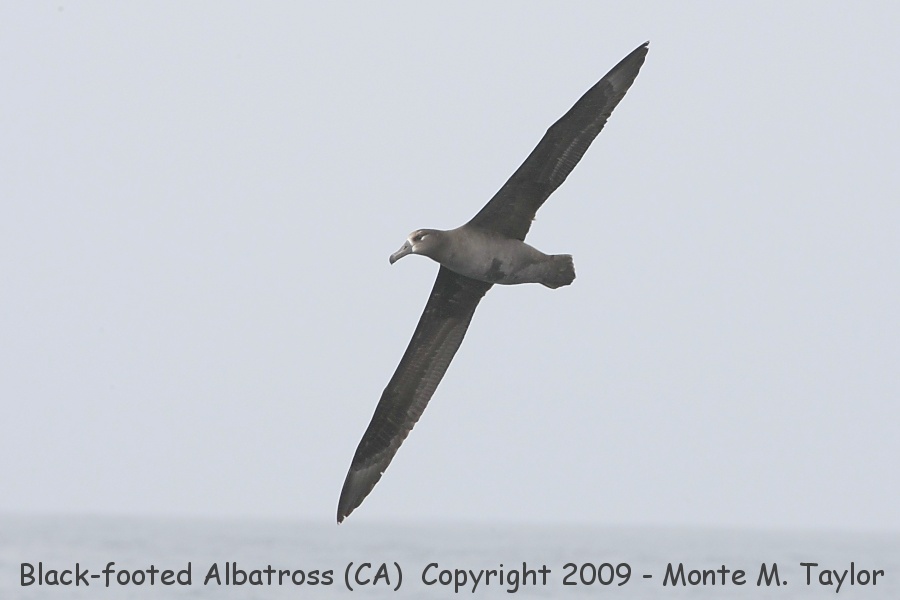 Black-footed Albatross -ventral / spring- (California)