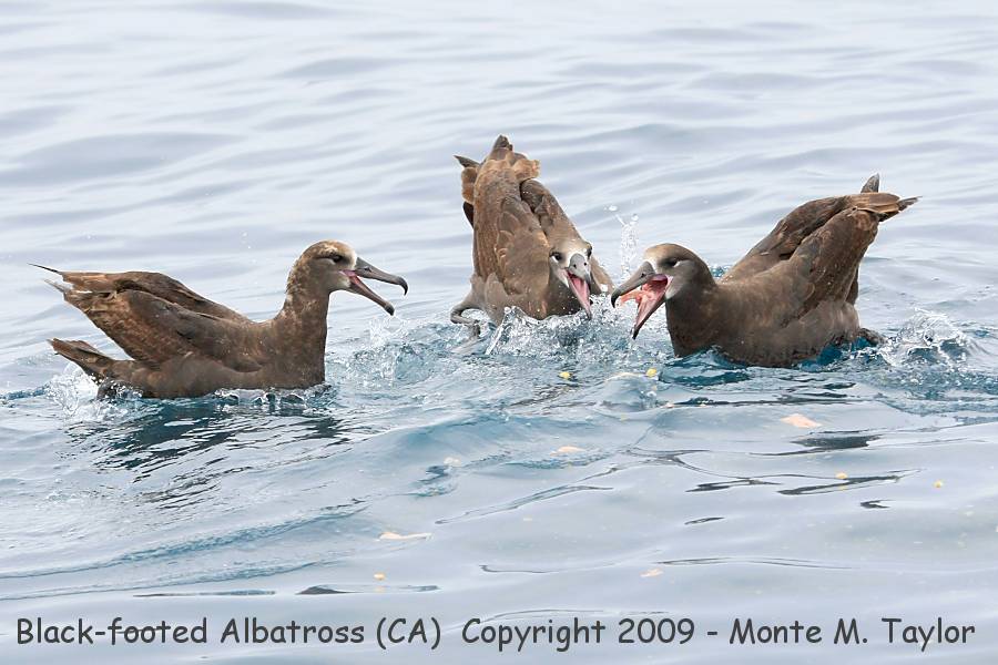 Black-footed Albatross -group fighting over scraps / spring- (California)