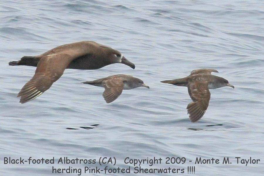Black-footed Albatross with 2 Pink-footed Shearwaters -dorsal / spring- (California)