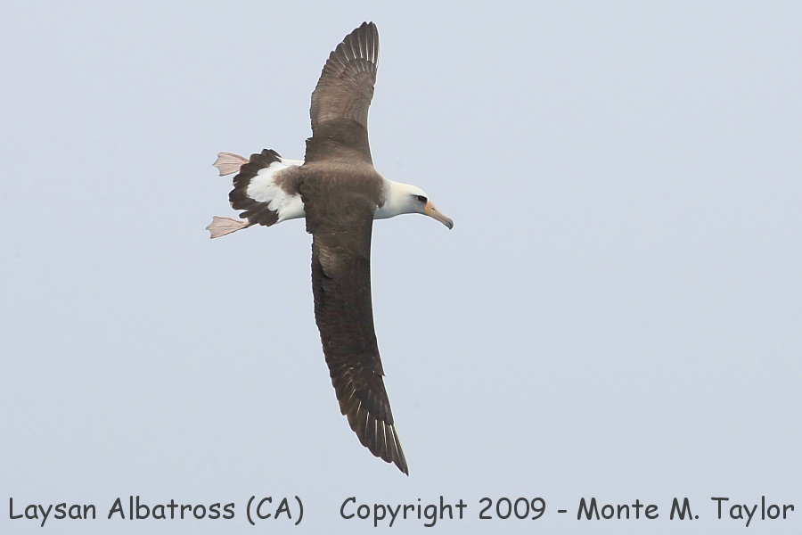 Laysan Albatross -dorsal shot / spring- (California)