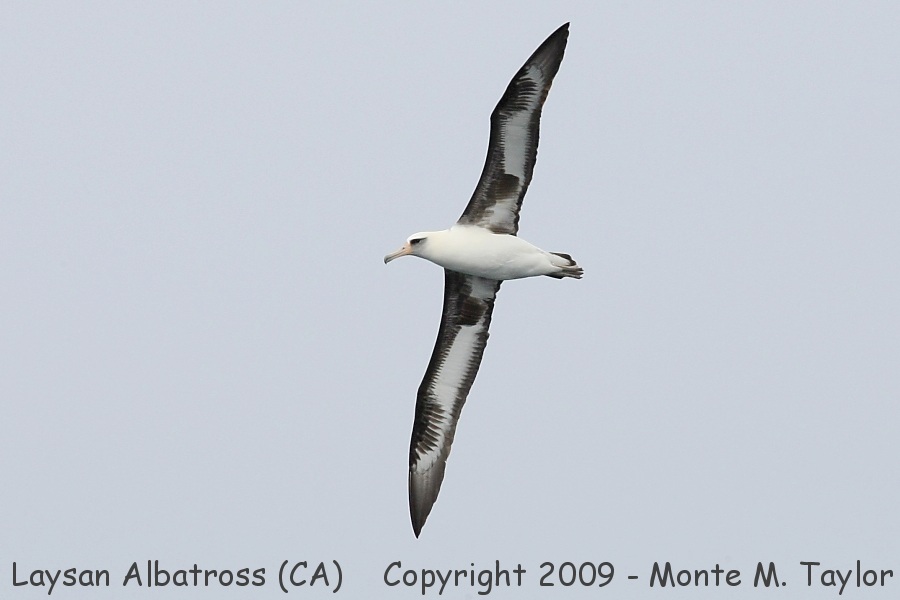 Laysan Albatross -ventral shot / spring- (California)