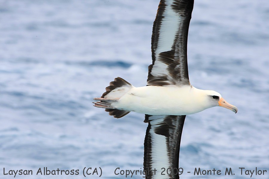 Laysan Albatross -spring ventral shot- (California)