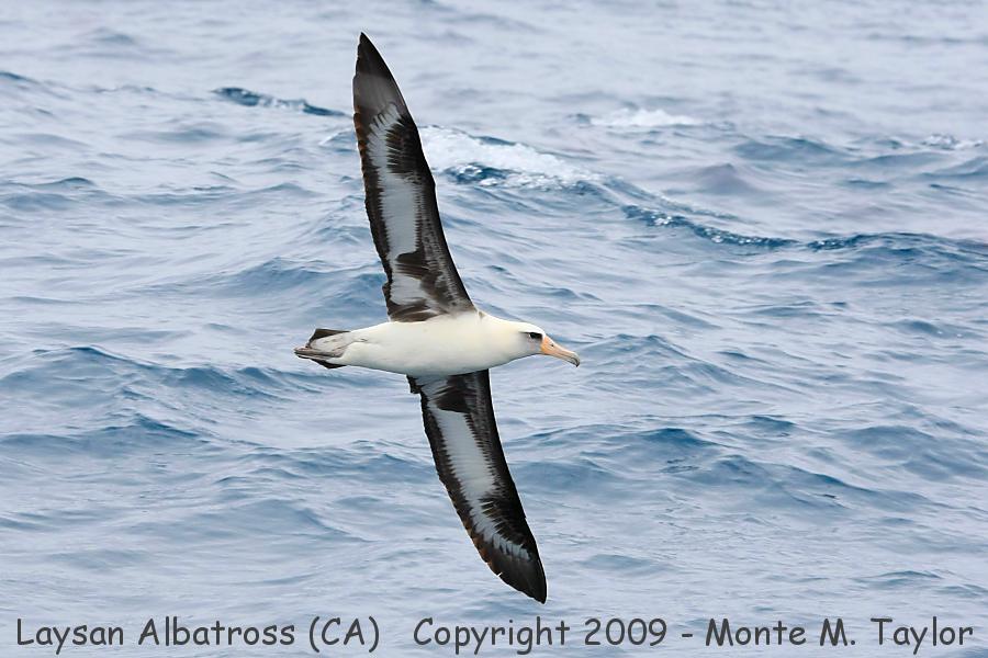Laysan Albatross -ventral shot / spring- (California)