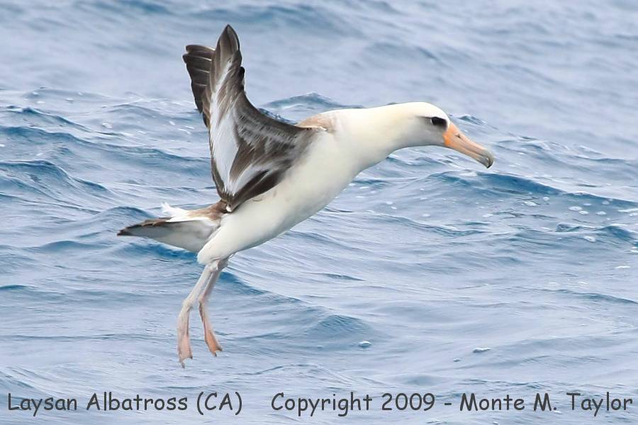 Laysan Albatross -landing / spring- (California)
