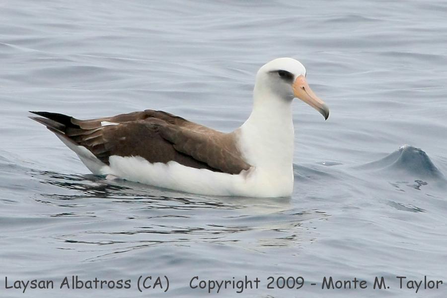 Laysan Albatross -spring- (California)