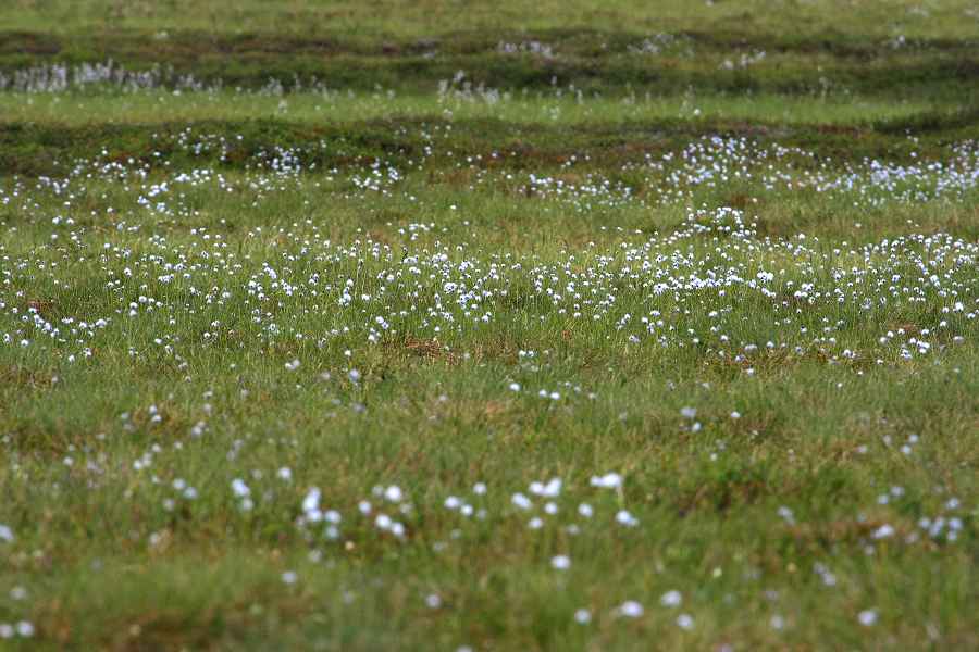 Cotton Grass -grows all over the tundra-