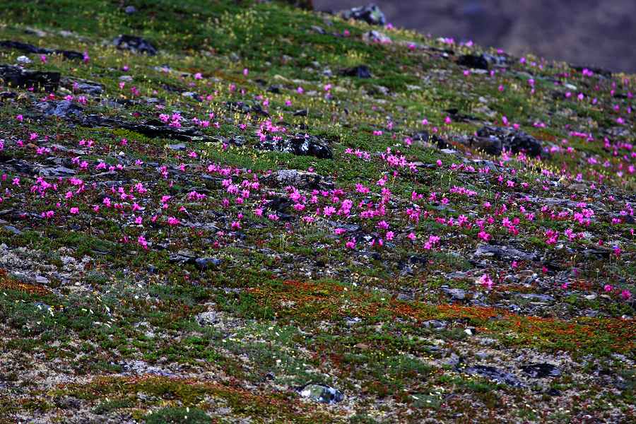 Flowers on the Tundra (Kougarok Road, Nome, Alaska)