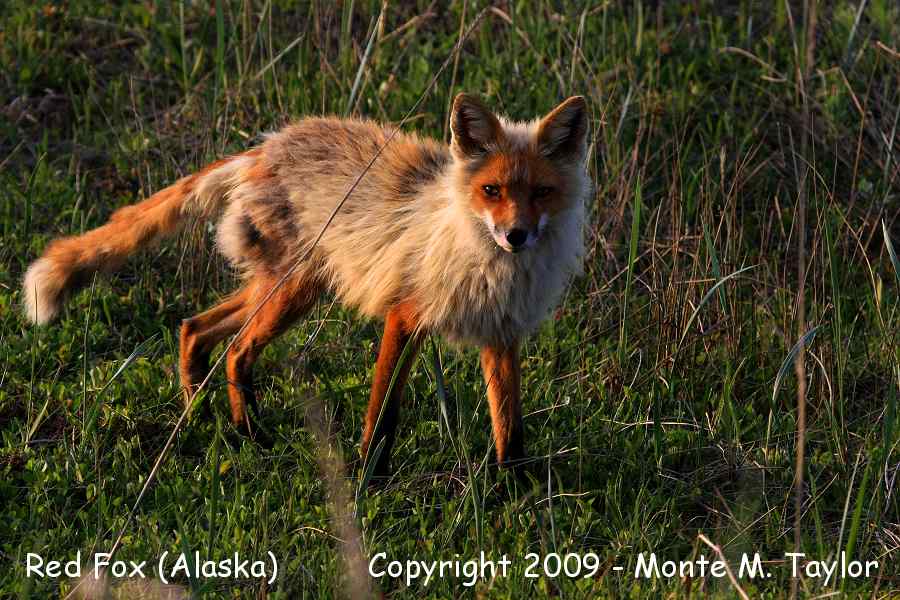 Red Fox -spring- (Nome, Alaska)