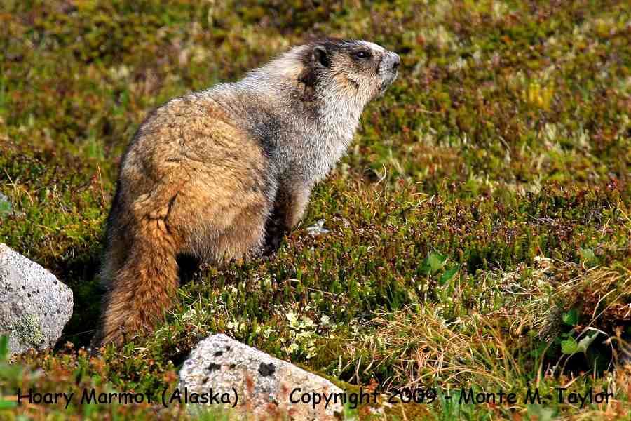 Hoary Marmot -spring- (Palmer, Alaska)
