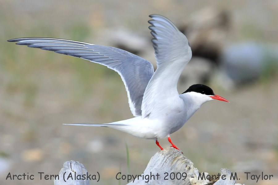 Arctic Tern -spring- (Nome, Alaska)
