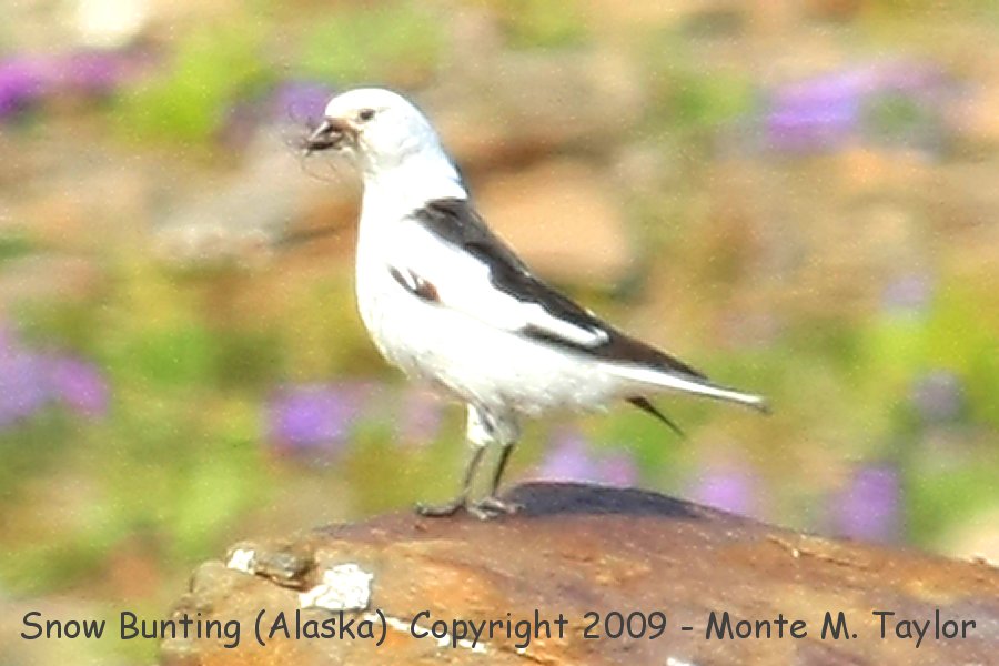 Snow Bunting -spring male / Teller Rd- (Nome, Alaska) 
