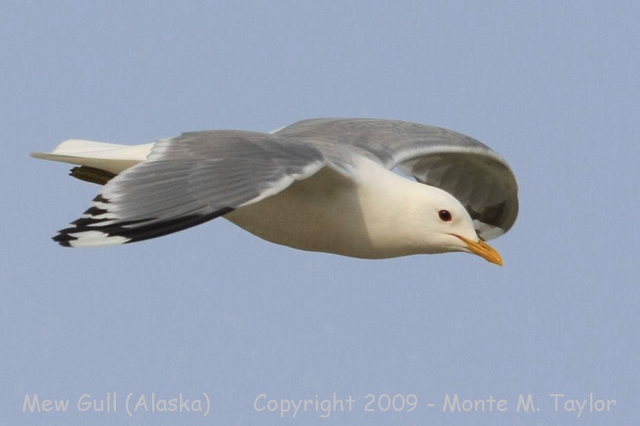 Mew Gull -spring- (Nome, Alaska)
