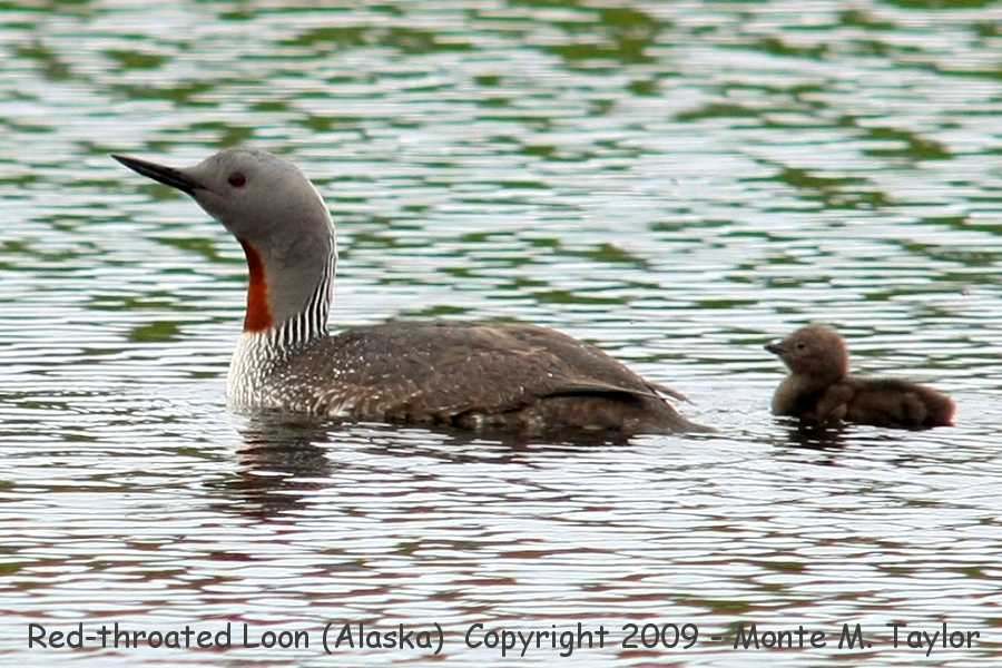 Red-throated Loon -spring female w/chick- (Nome, Alaska)