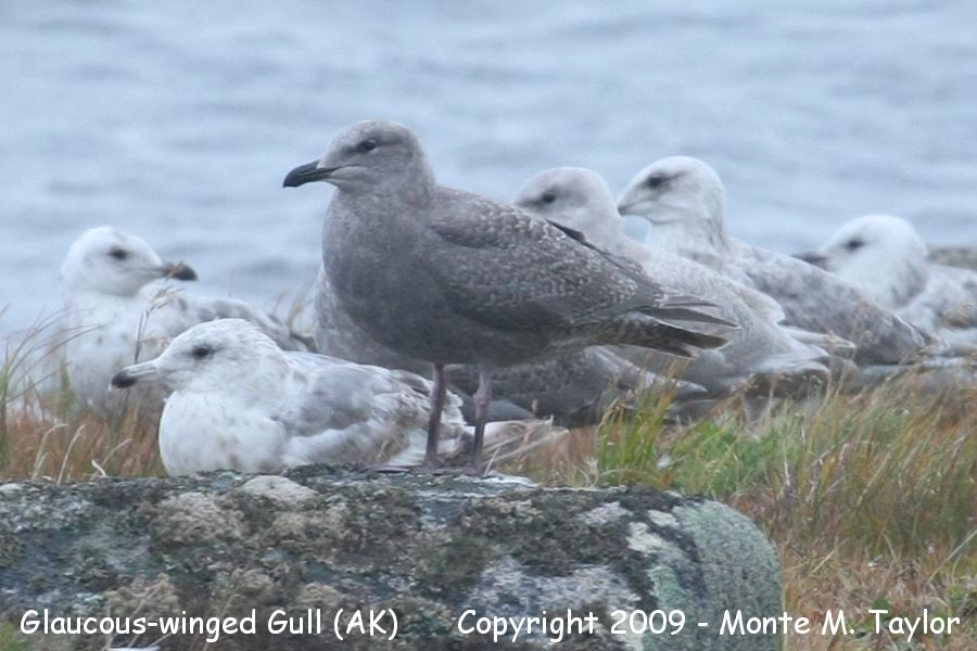 Glaucous-winged Gull -first cycle- (Gambell, Alaska)
