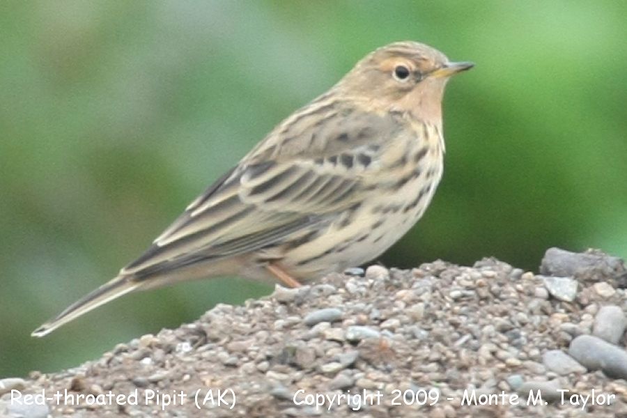 Red-throated Pipit -fall- (Gambell, Alaska)