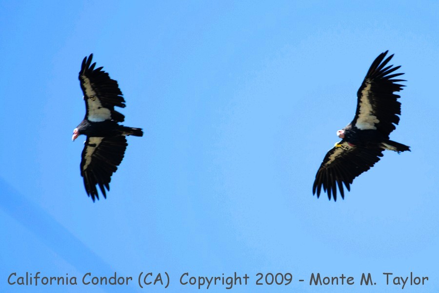 California Condor -summer adults- (Big Sur, California)