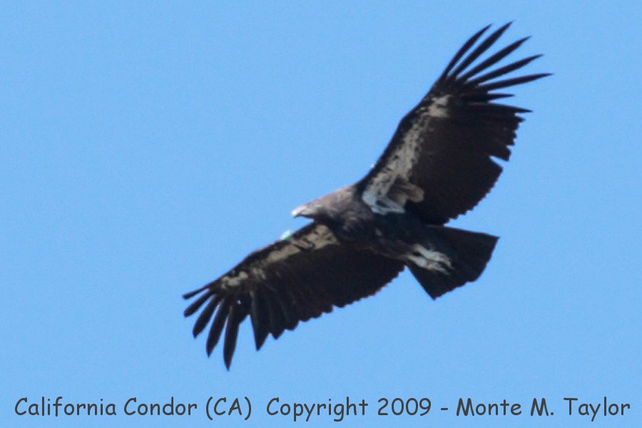 California Condor -summer juvenile- (Big Sur, California)