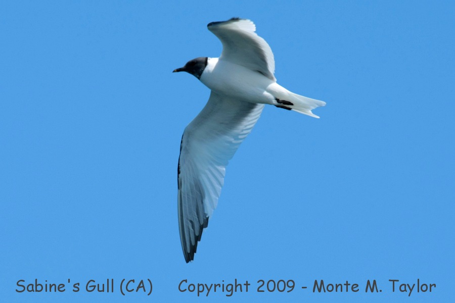 Sabine's Gull -summer- (Monterey Pelagic, California)