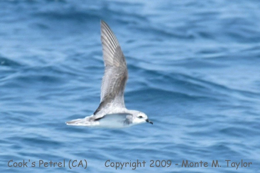 Cook's Petrel -summer- (Monterey Pelagic, California)