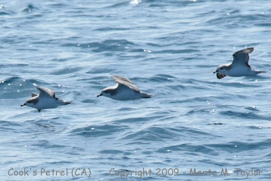 Cook's Petrel -summer / threesome- (Monterey Pelagic, California)