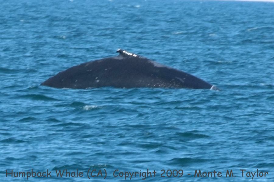 Humpback Whale -summer- (Monterey Pelagic, California)