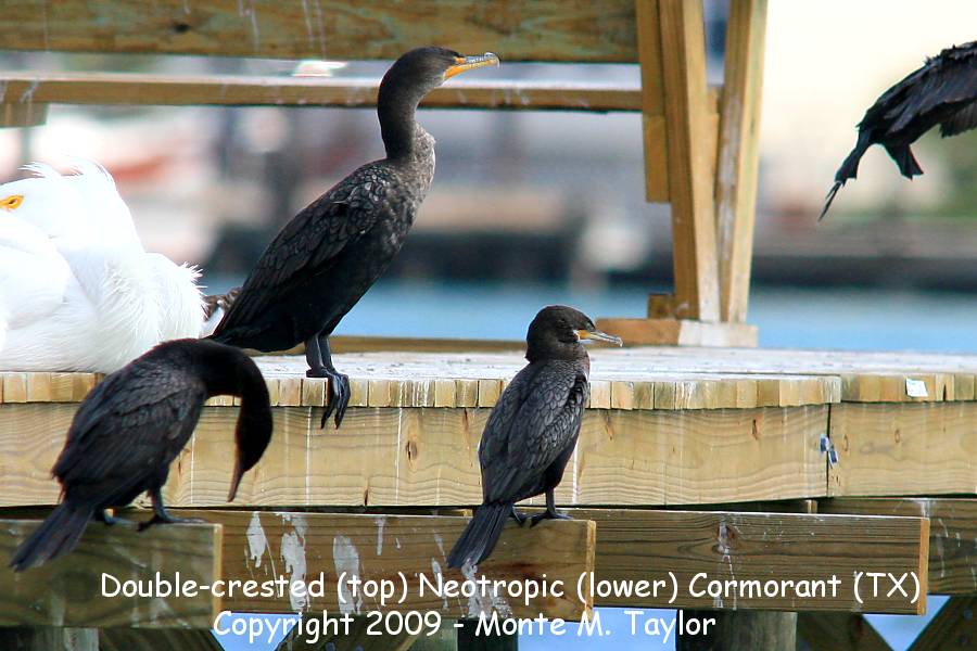 Double-cresetd w/ Neotropic Cormorant -winter- (Texas)
