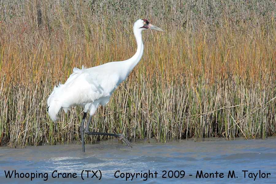 Whooping Crane -winter adult- (Texas)