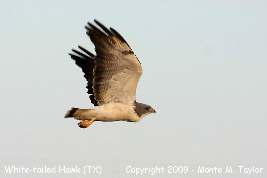 White-tailed Hawk -winter- (Texas)