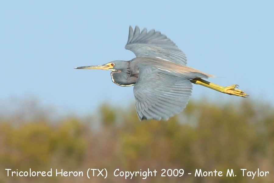 Tricolored Heron -winter adult- (Texas)