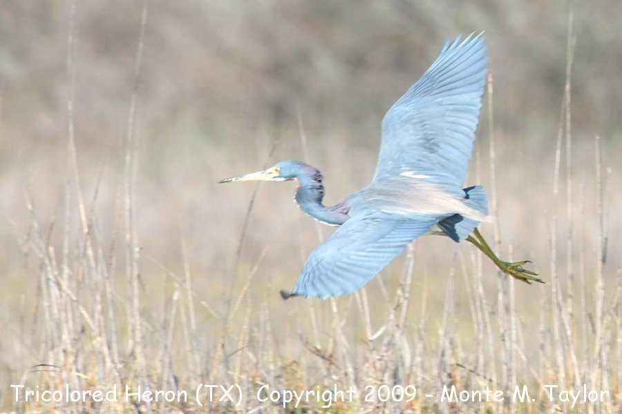 Tricolored Heron -winter adult- (Texas)