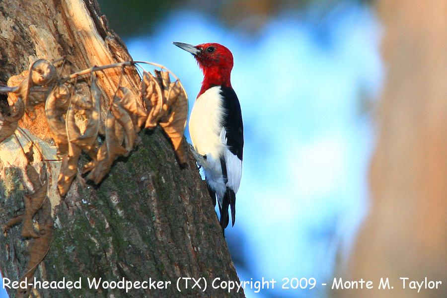 Red-headed Woodpecker -winter male- (Texas)