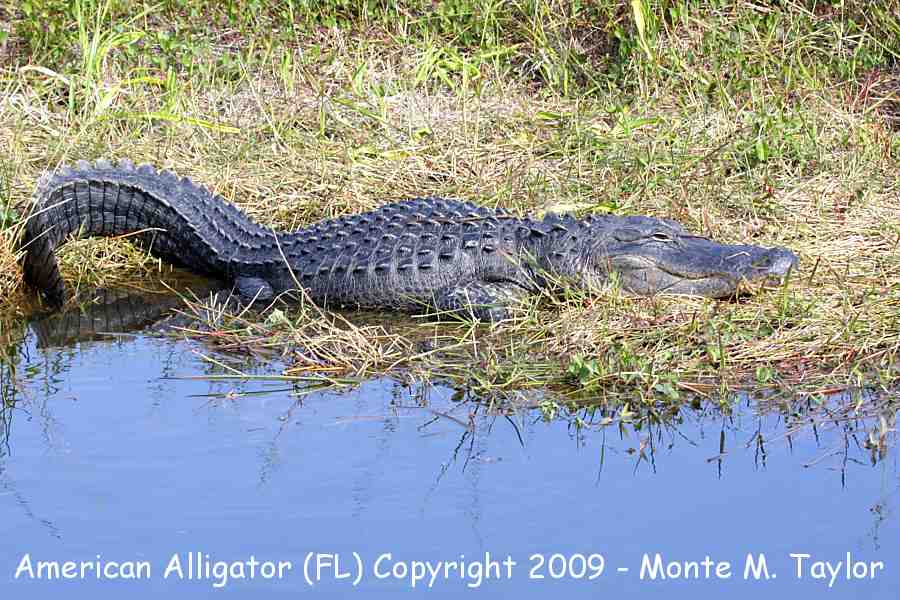 American Alligator -winter- (Everglades NP, Florida)