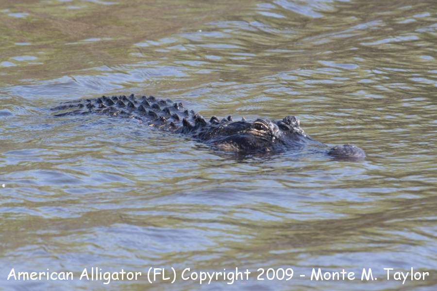 American Alligator -winter- (Everglades NP, Florida)
