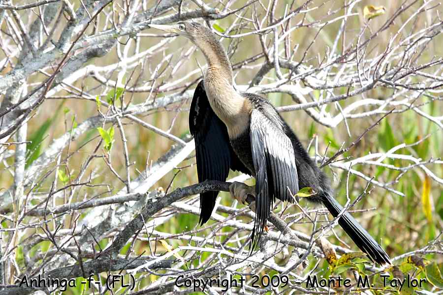 Anhinga -winter female- (Everglades NP, Florida)