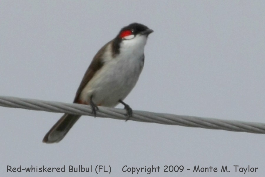 Red-whiskered Bulbul -winter- (Kendall, Florida)