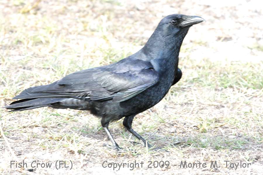 Fish Crow -winter- (Merritt Island NWR, Florida)