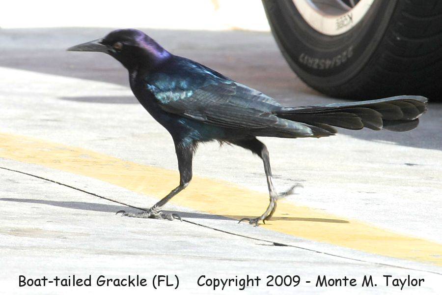 Boat-tailed Grackle -winter male- (Florida)
