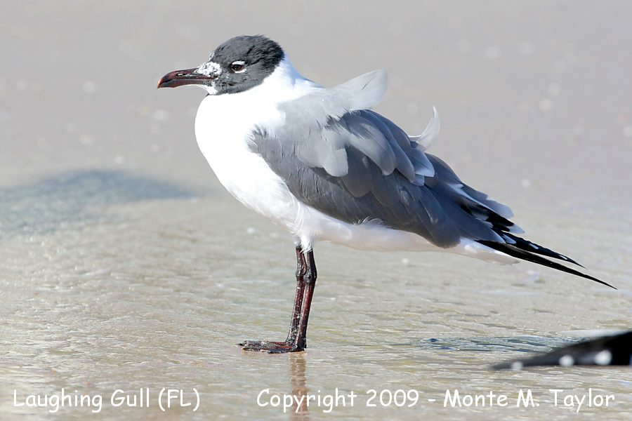 Laughing Gull -winter adult- (Florida)