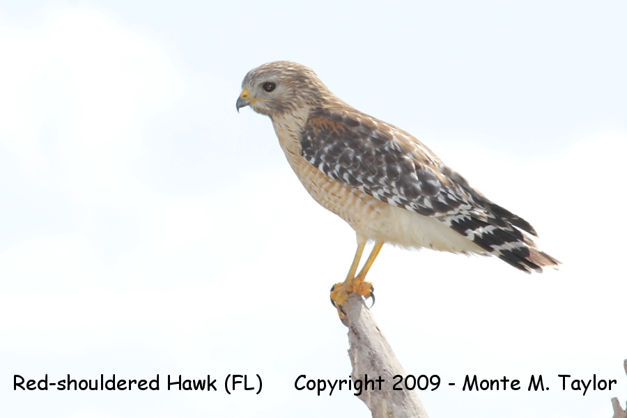 Red-shouldered Hawk -winter Florida race- (Everglades NP, Florida)