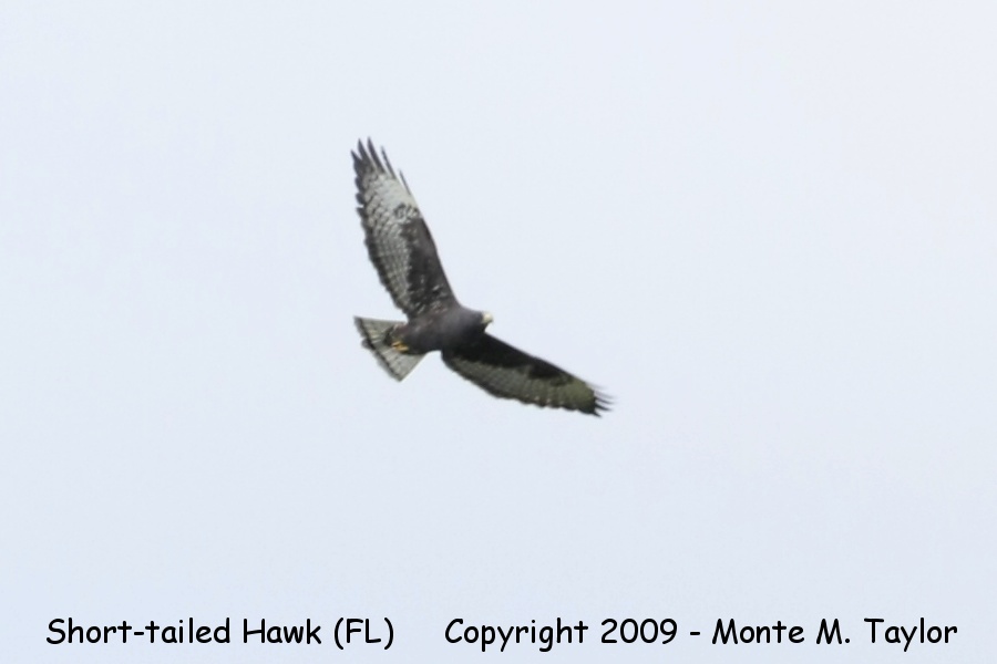 Short-tailed Hawk -winter dark phase- (Everglades NP, Florida)