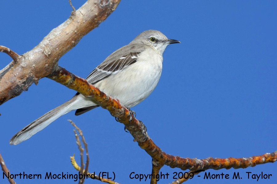 Northern Mockingbird -winter- (Florida)