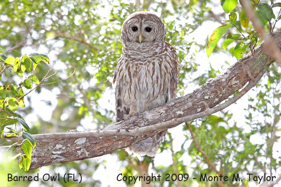 Barred Owl -winter- (Everglades NP, Florida)